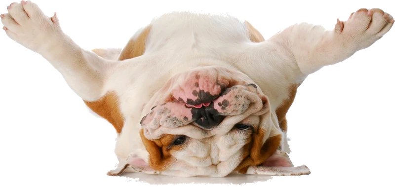 Englische Bulldogge entspannt auf dem Rücken, die Pfoten in der Luft