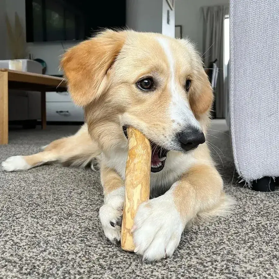 Creme-weißer Hund liegend, Kaffeeholzstab zwischen den Pfoten
