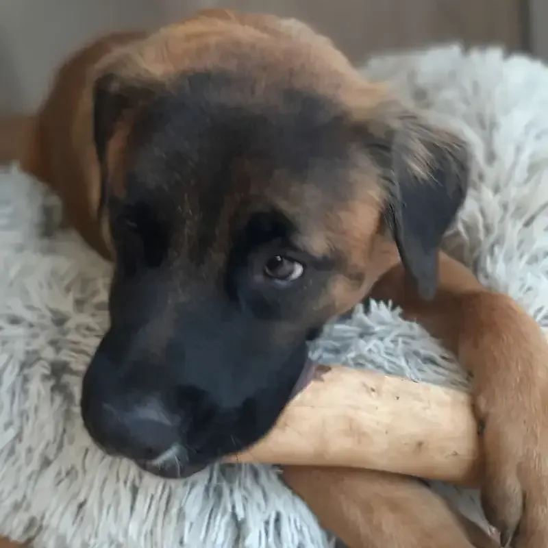 Falbfarbener Hund kaut einen Kaffeeholzstab auf einer Decke