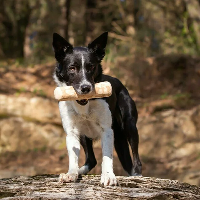 Schwarz-weißer Border Collie auf einem Baumstamm, mit einem Kaffeeholzstück im Maul