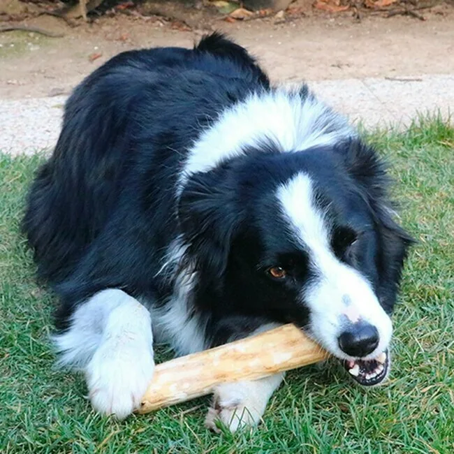 Border Collie im Gras liegend, kaut ein Kaffeeholzstück zwischen den Pfoten