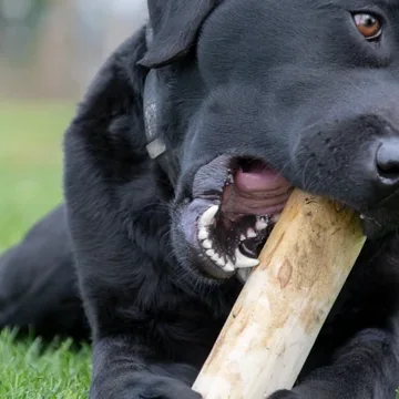 Schwarzer Labrador im Gras liegend, knabbert an einem Kaffeeholzstück