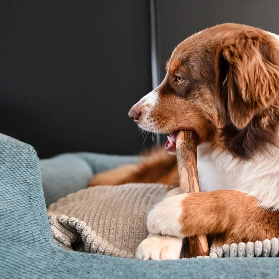 Derselbe rote Hund, Olivenholzstab im Profil gehalten