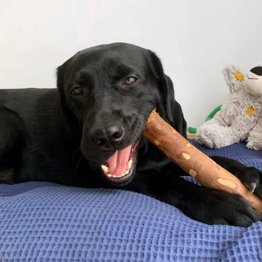 Schwarzer Labrador liegend, Olivenholzstab zwischen den Pfoten