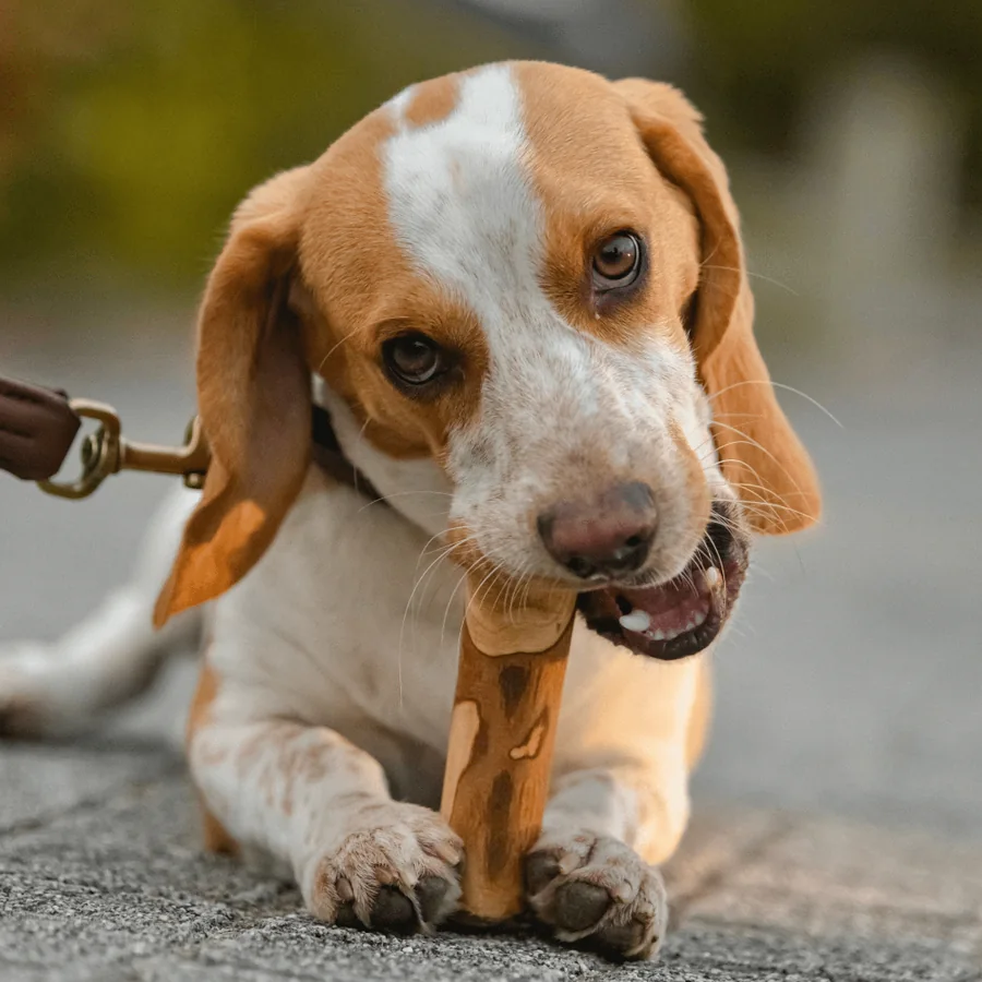 Beagle kaut einen Olivenholzstab
