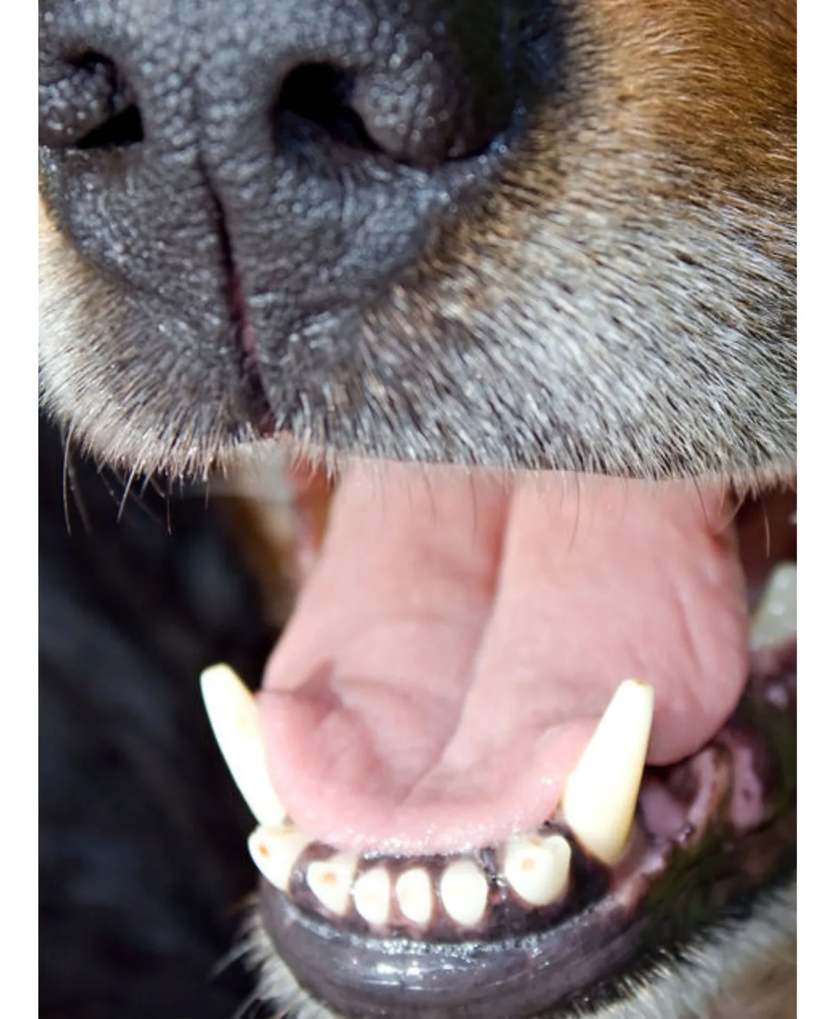 Nahaufnahme des Gebisses eines Hundes, Maul geöffnet