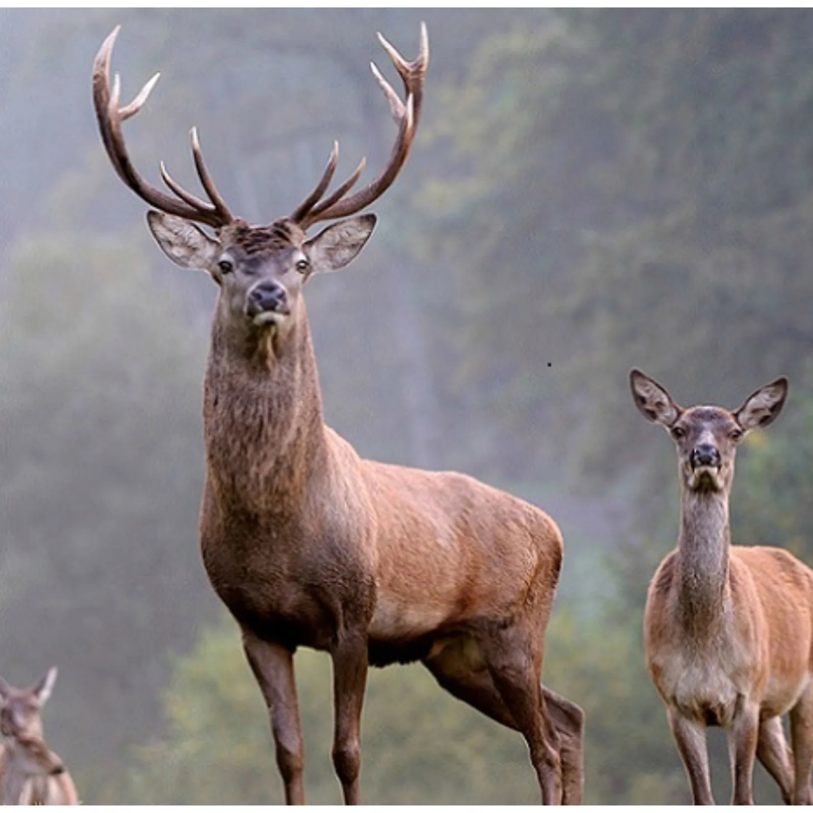 Ein Hirsch und eine Hirschkuh im Nebel am Waldrand