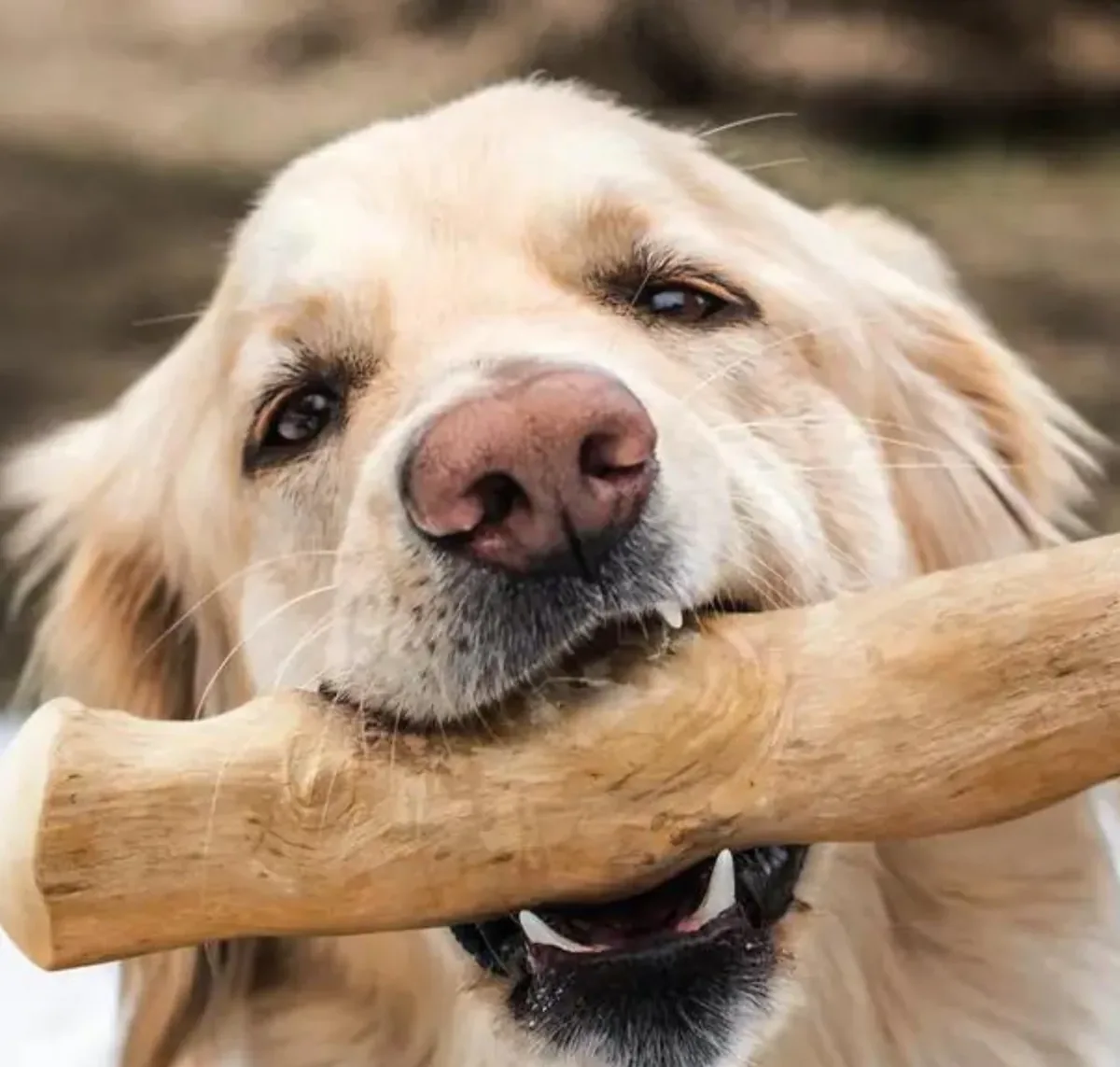 Golden Retriever kaut einen Kaffeeholzstab
