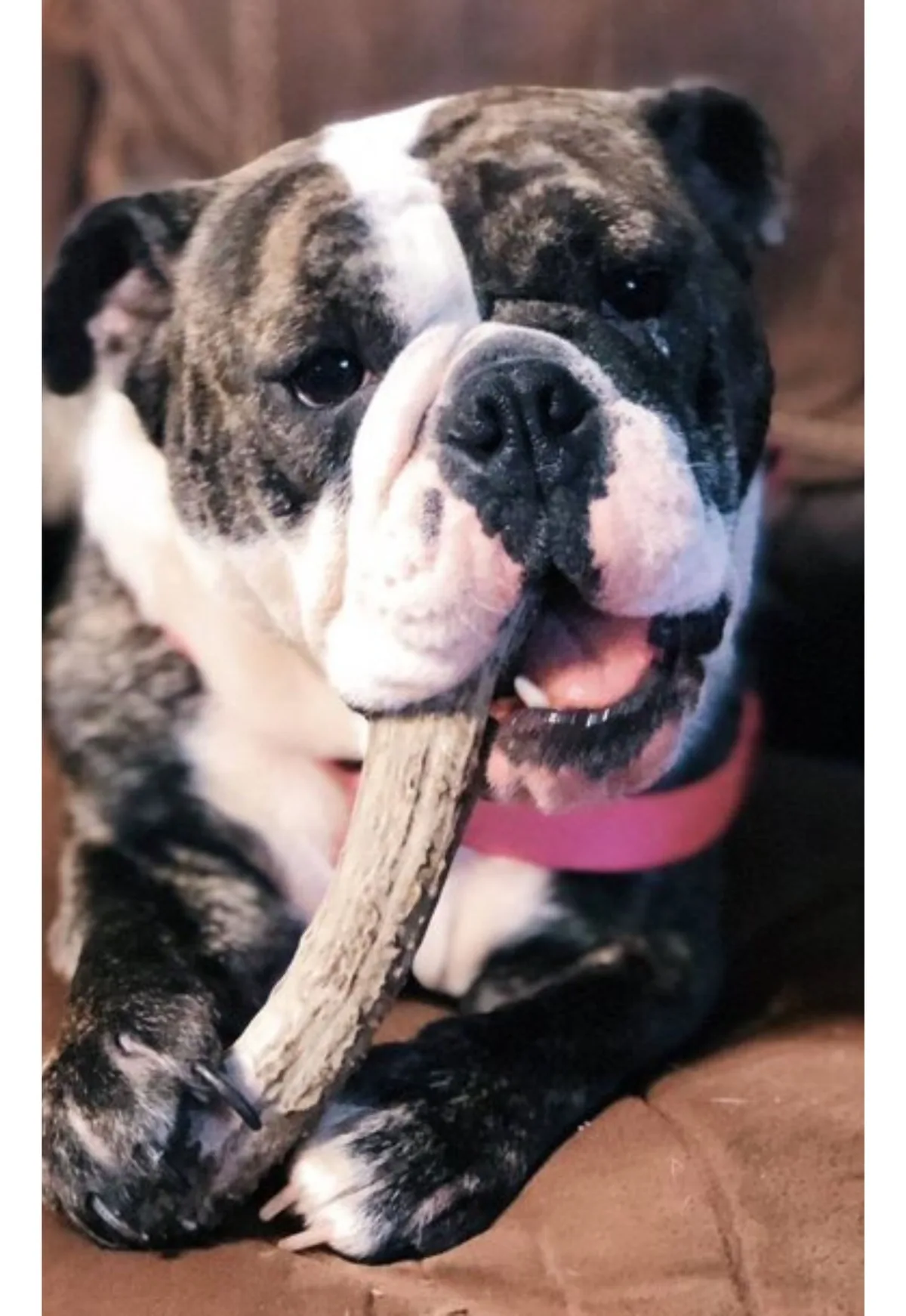 Englische Bulldogge kaut ein ganzes Hirschgeweih