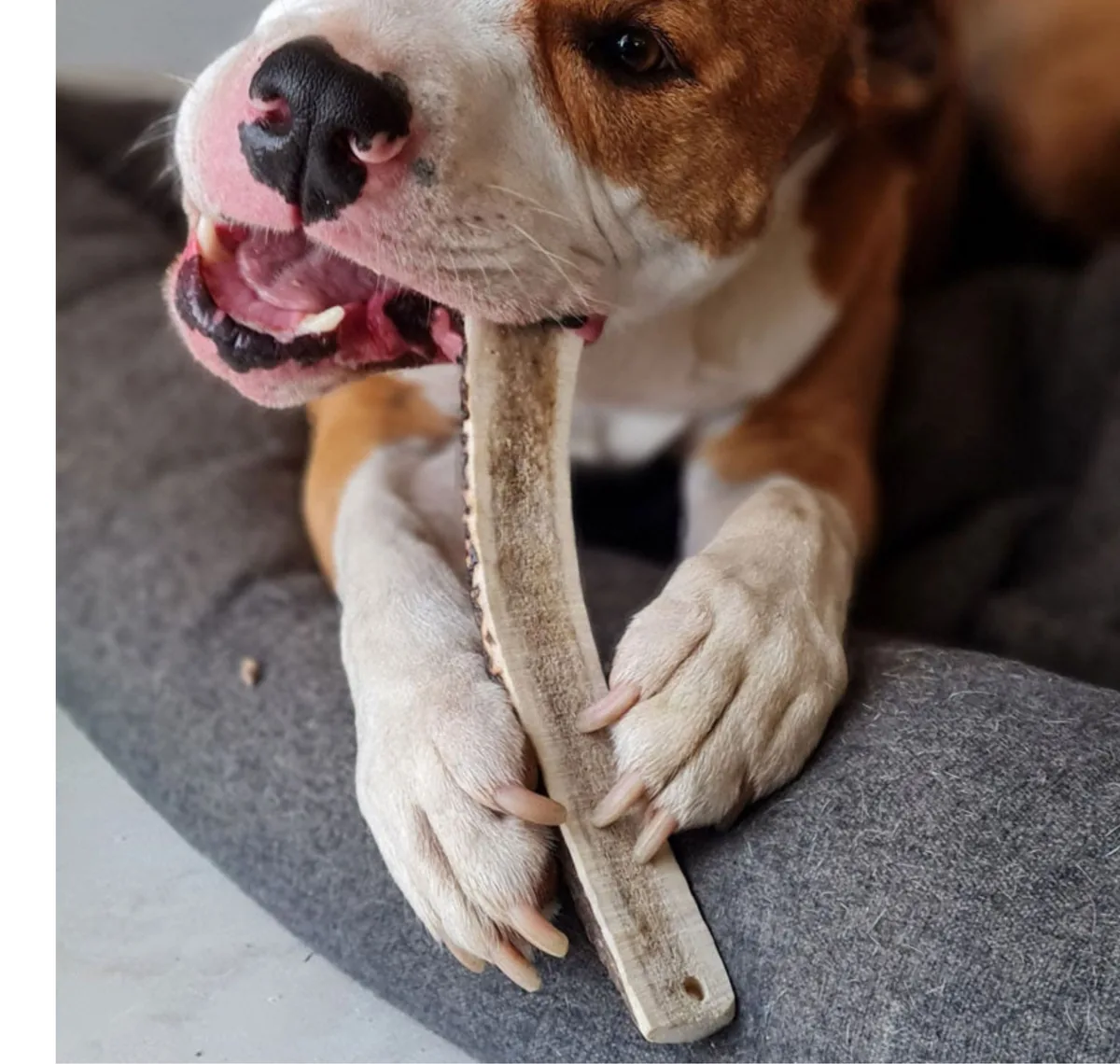 Hund hält ein geteiltes Geweih zwischen den Pfoten