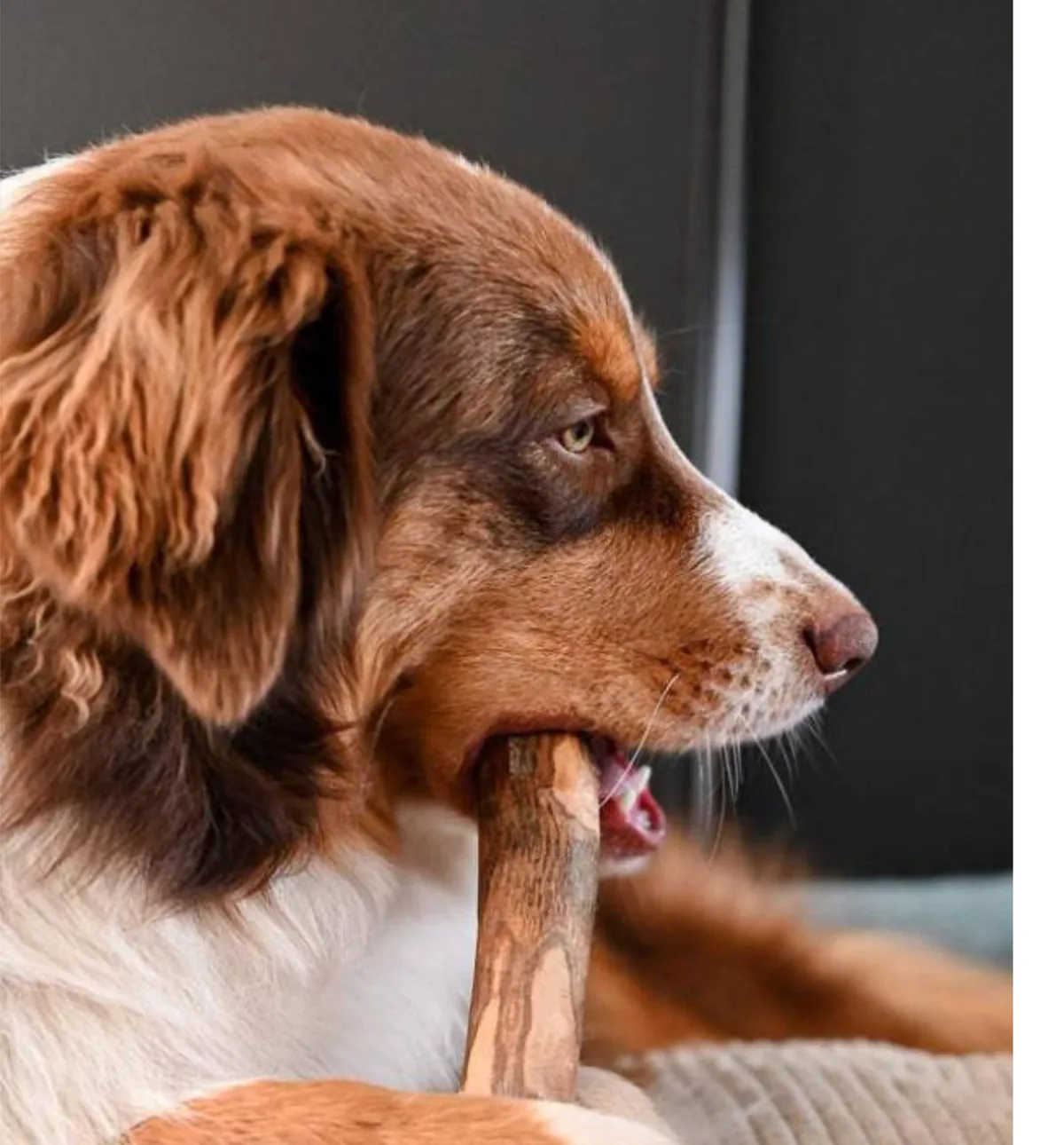 Rotbrauner Hund kaut einen Olivenholzstab