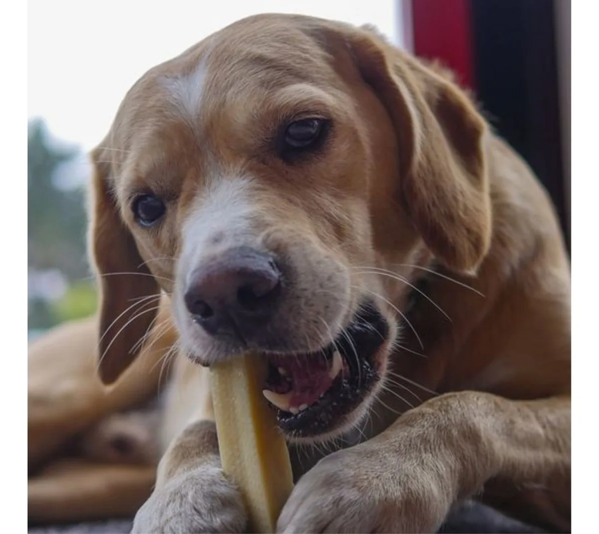 Beagle kaut einen Yak-Käsestick, Pfoten darauf