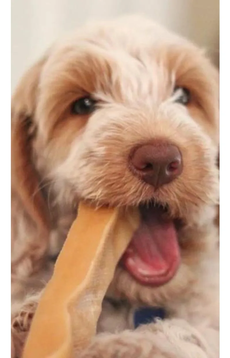 Cream-coated puppy gnawing a yak cheese stick
