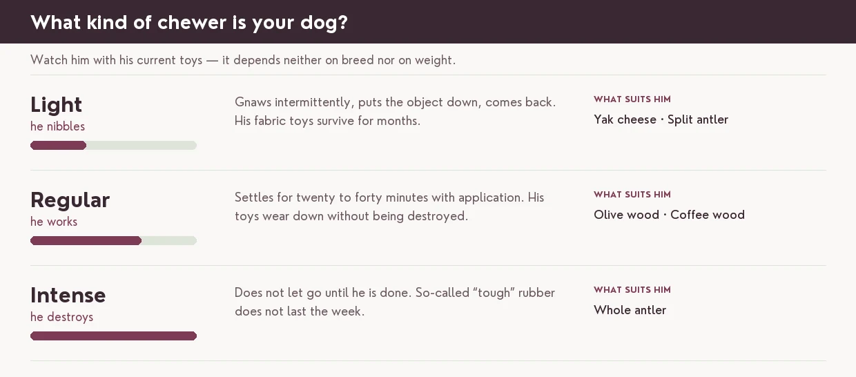 Assessing your dog's temperament